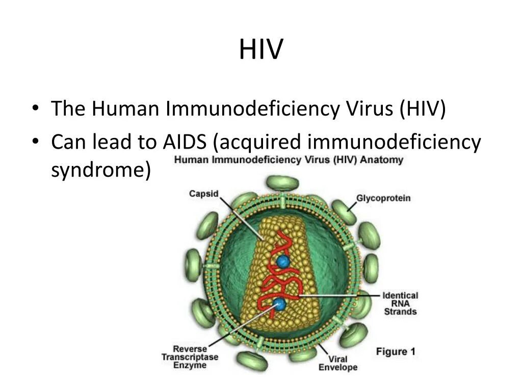 Secondary Immunodeficiency. HIV-4 вирус. Acquired Immunodeficiency Syndrome перевод. Human immunodeficiency virus