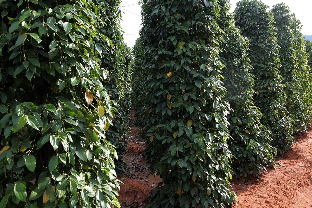Can You Grow a Black Pepper Plant From a Black Pepper Seed From the Grocery Stor