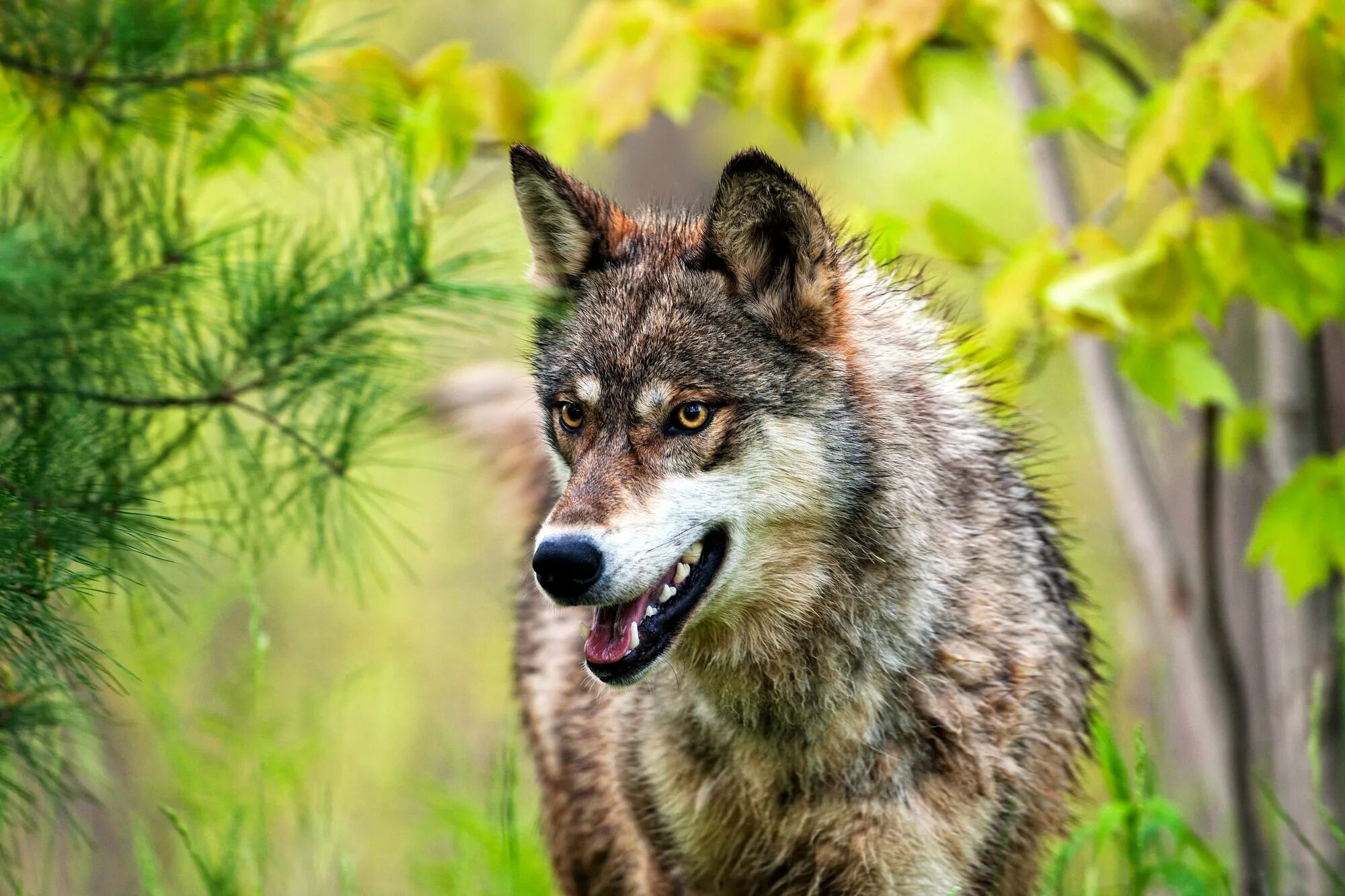 Среднерусский Лесной волк. Дикий волк. Красивый волк. Хищные животные волки.