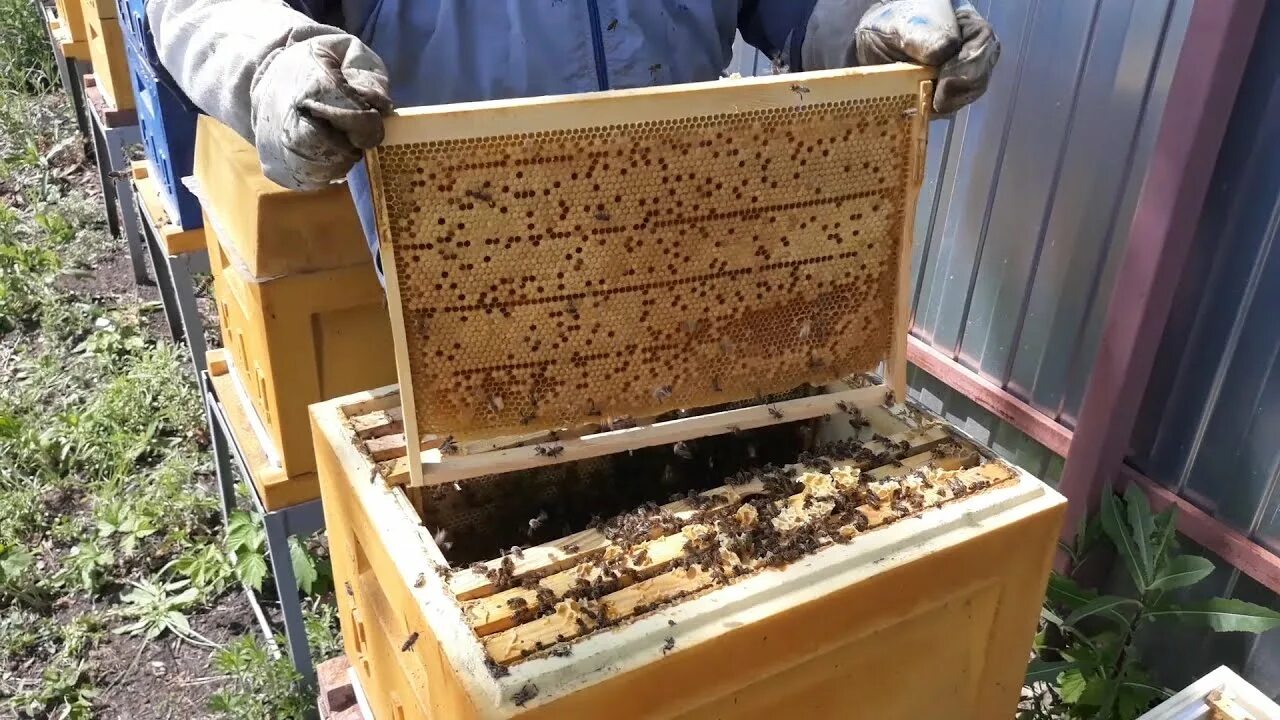 Роевые маточники у пчел. Как вывести семью из роевого состояния. Как вывести семью из роевого состояния. Как вывести семью из роевого состояния. Как вывести семью из роевого состояния.