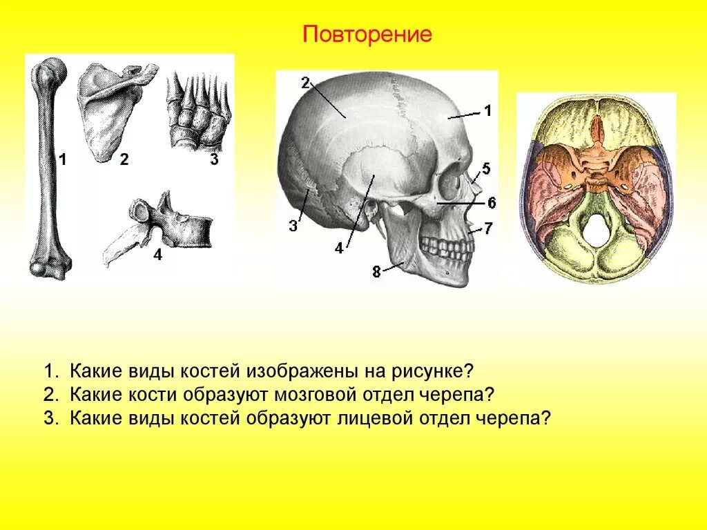 Какие кости изображены на рисунке