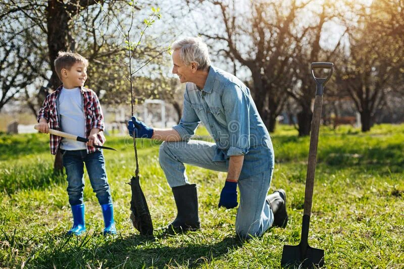 Дедушка посадил дерево 54 года. Семья в саду. Дедушка сажает дерево. Пенсионеры сажают деревья. Семья сажает дерево.