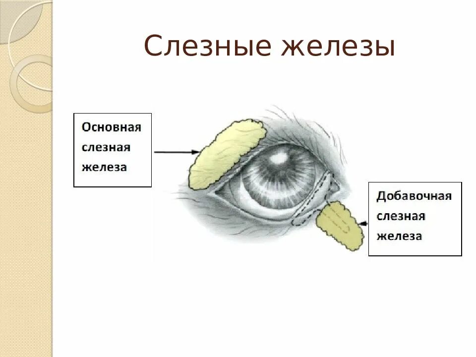 Лечение слезной железы. Выводной проток слезной железы. Строение слезных желез. Слёзная железа анатомия.