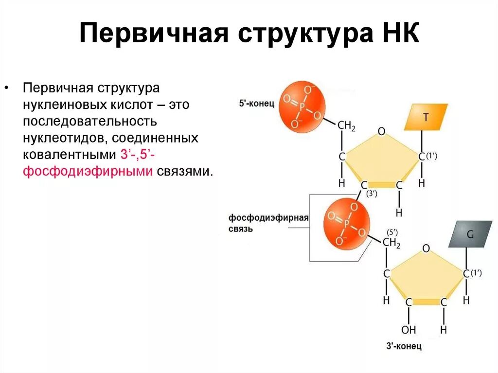 Первичная и вторичная структура нуклеиновых кислот. Структура нуклеиновых кислот первичная структура. Первичная структура нуклеиновых кислот первичная. Первичная и вторичная структура нуклеиновых кислот (ДНК И РНК)..