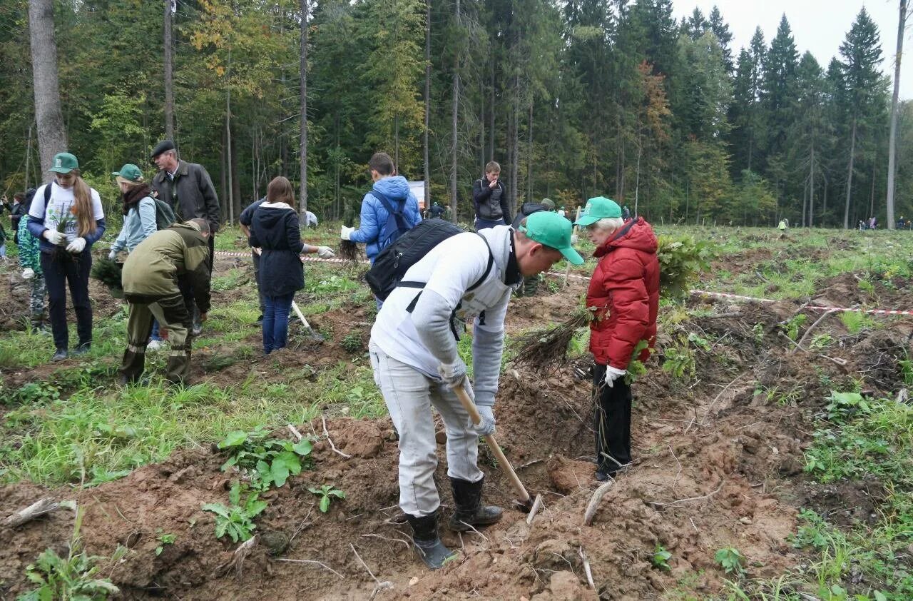 Посадка деревьев в лесу. Высадка деревьев в лесу. высадка лесов. высадка деревьев на вырубках. посадка леса.