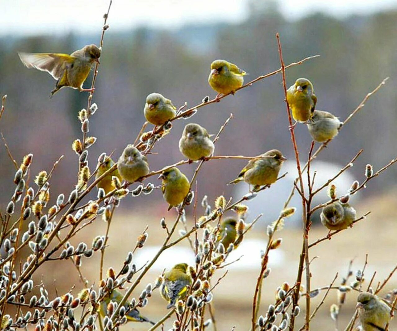Весенние птички. Ранним утром поют птицы