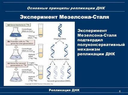 Полуконсервативная репликация днк эксперимент