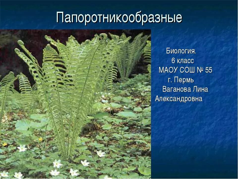 Приведите по три примера растений папоротники. Папоротники 6 класс биология. Папоротникообразные 6 класс биология. Папоротникообразные Таксон. Класс Папоротниковидные.