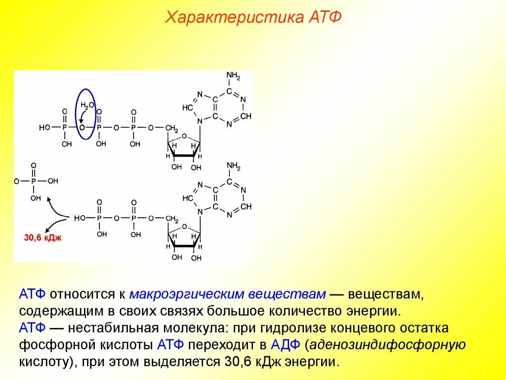 Остаток фосфорной кислоты атф. Аденозинтрифосфат рибонуклеиновая кислота. АТФ фосфорная кислота. Макроэргические связи в молекуле АТФ. Особенности АТФ.