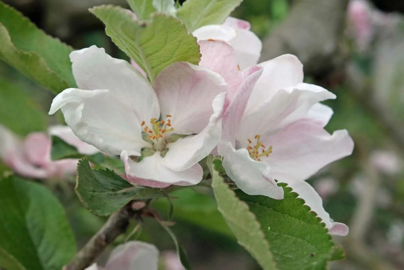 Яблоня малус доместика. Яблоня домашняя (Malus domestica). Яблоня домашняя Malus domestica дерево. Яблоня Malus Hyslop. Вид яблони домашней