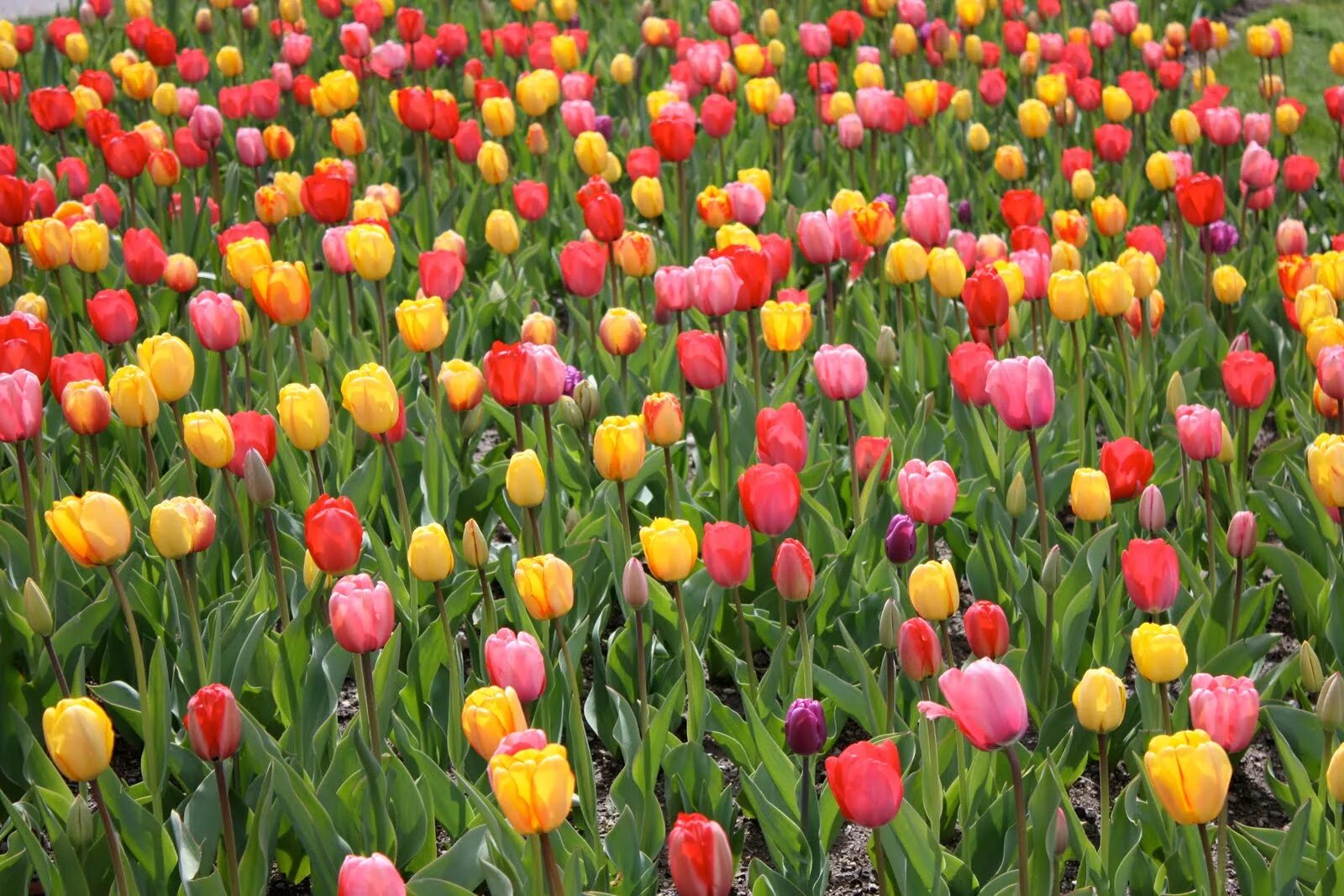 Цветы апреля картинки. Эйприл Флауэрс. Апрельские цветы. Апрель цветы. Цветы апреля фото.