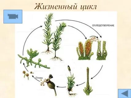 Жизненный цикл мхов 7 класс биология