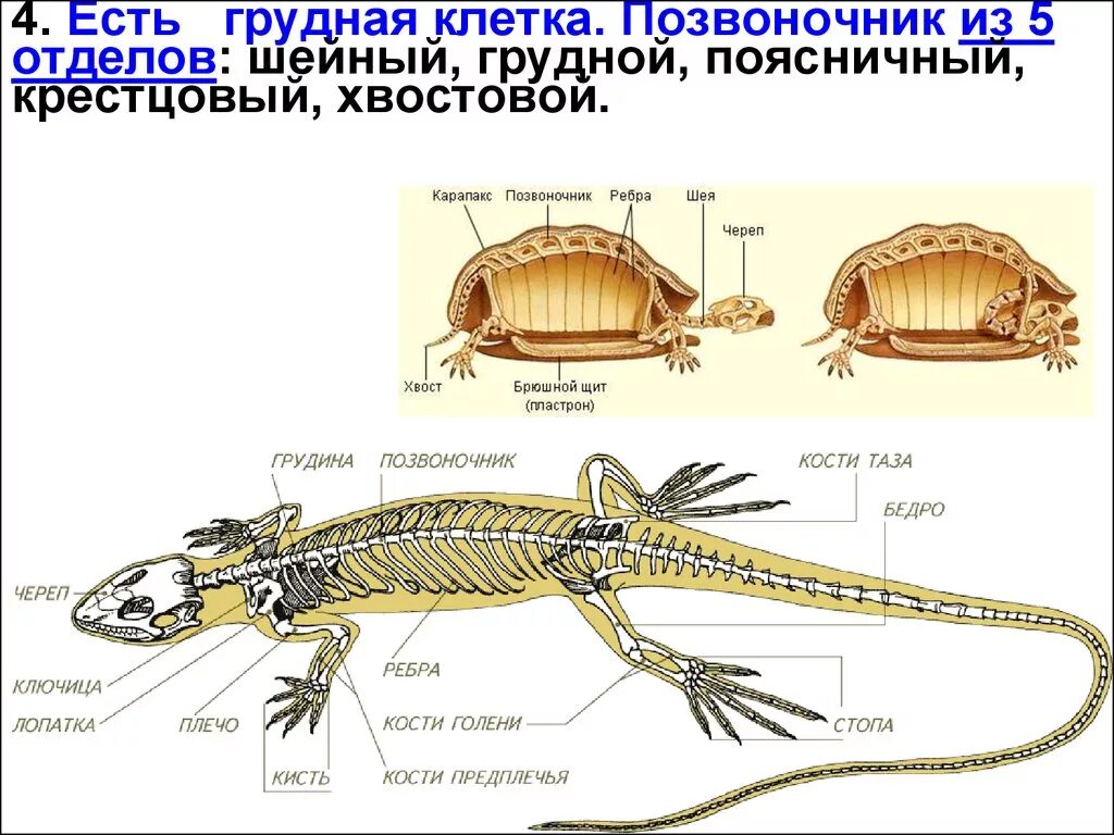 У пресмыкающихся есть грудная клетка