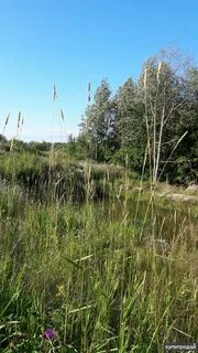 Рахьинское городское поселение всеволожского