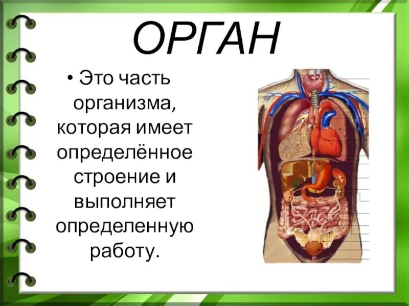 Строение организма вариант 1. Строение тела человека. строение органов человека. строение человека внутренние и внешние органы. структура тела человека.