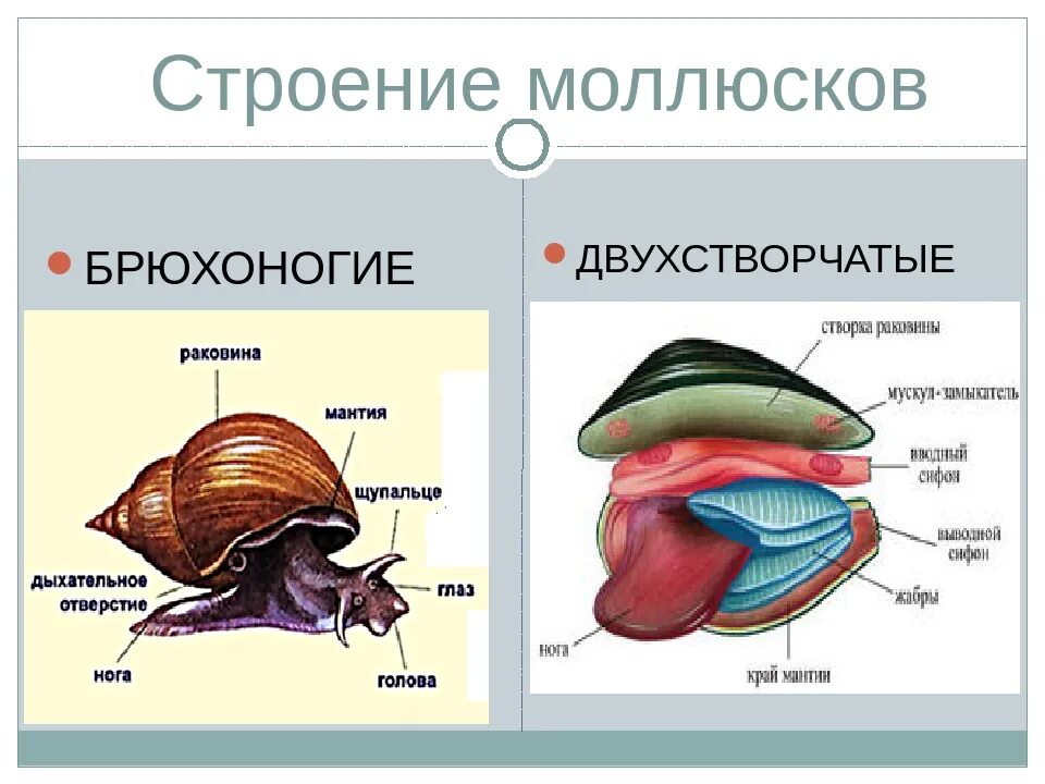 Моллюски общее строение