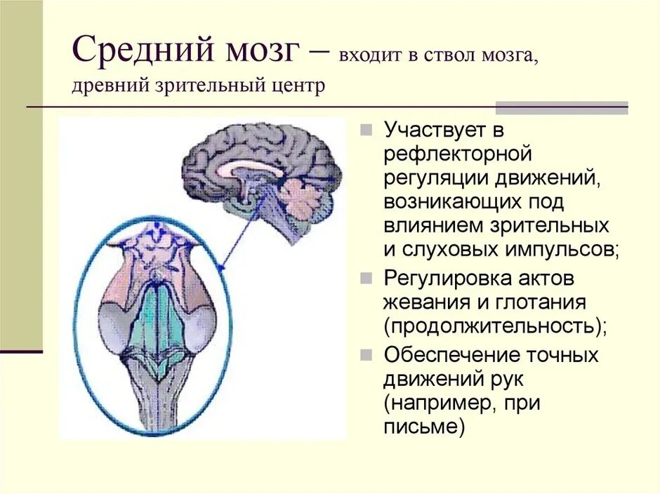 Отделы среднего мозга схема. Функции среднего мозга анатомия. Строение и функции среднего мозга. Функция среднего мозга в головном мозге человека.