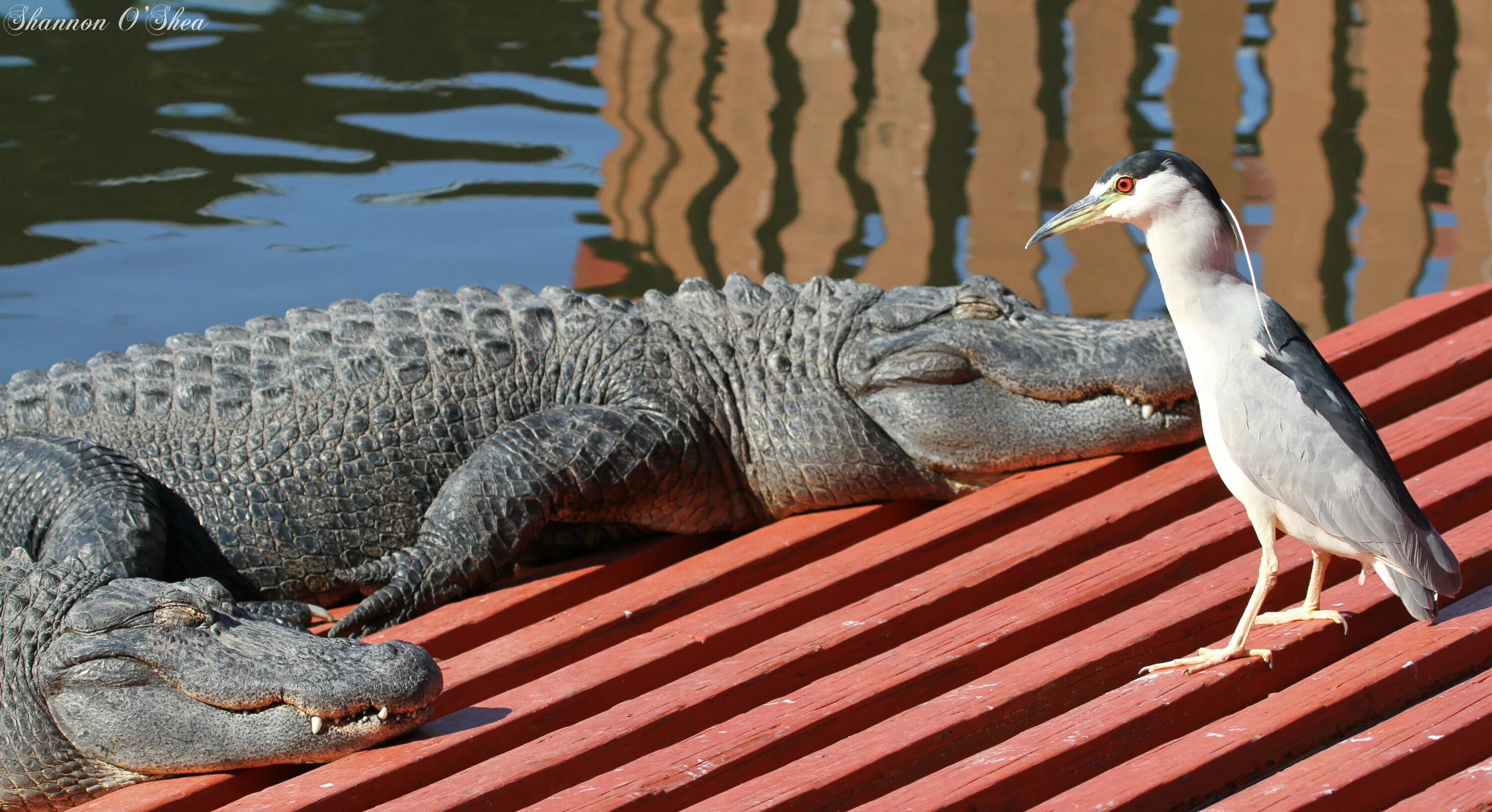 Симбиоз крокодила и птицы. Птичка тари и крокодил в природе. Сенегальская авдотка и крокодил. Центральноамериканский крокодил. Египетский бегунок и крокодил.