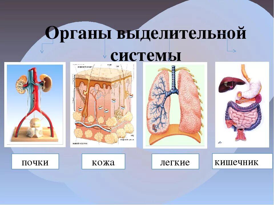 Органы принимающие участие в процессе выделения. Система органов выделения и кожа. Строение выделительной системы орган, строение, функции. Система органов выделения человека. Кожа относится к выделительной системе.