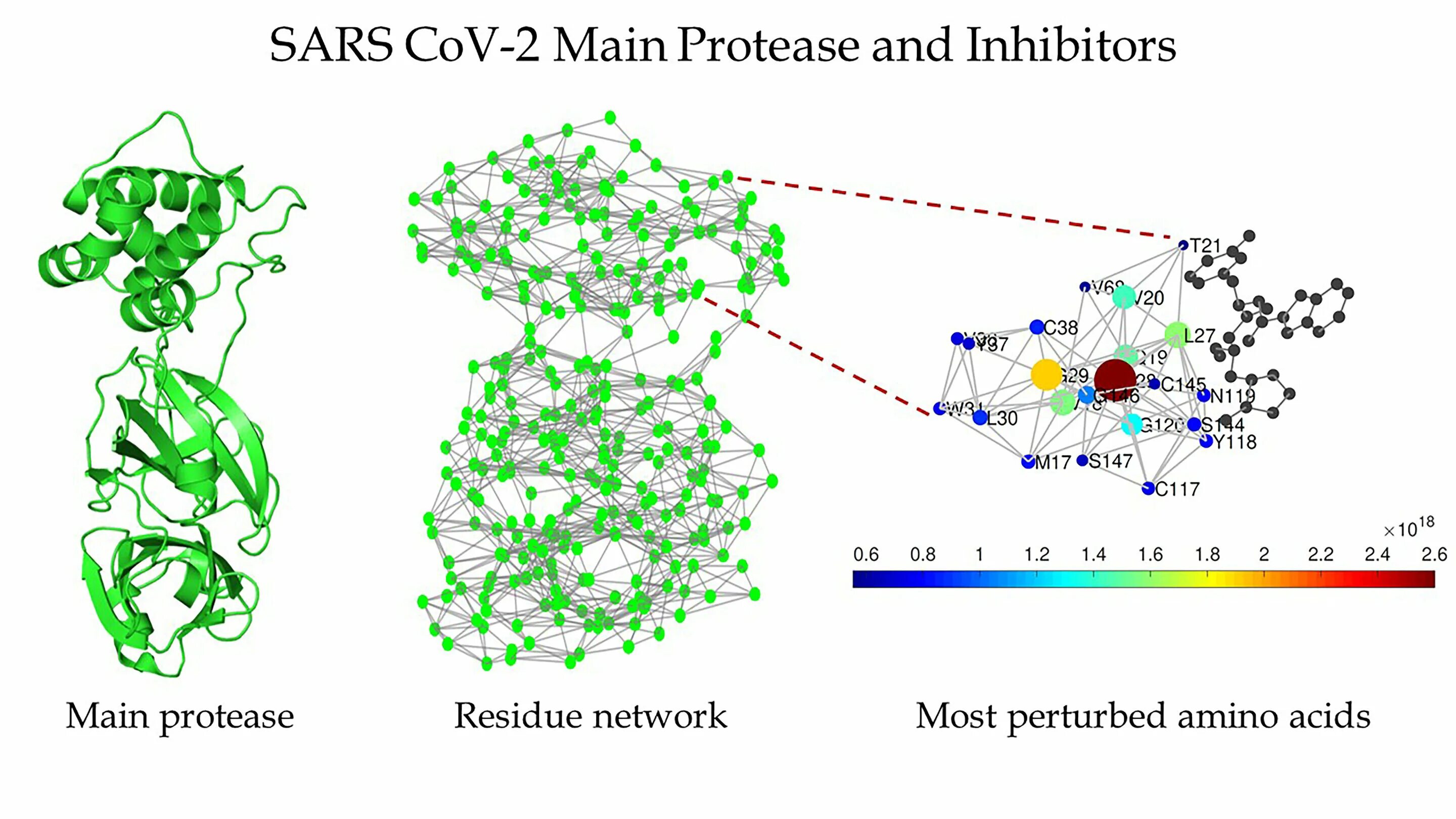 Атомарная модель коронавируса SARS-cov-2. Cov-2. Protease inhibitors. Протеаза.