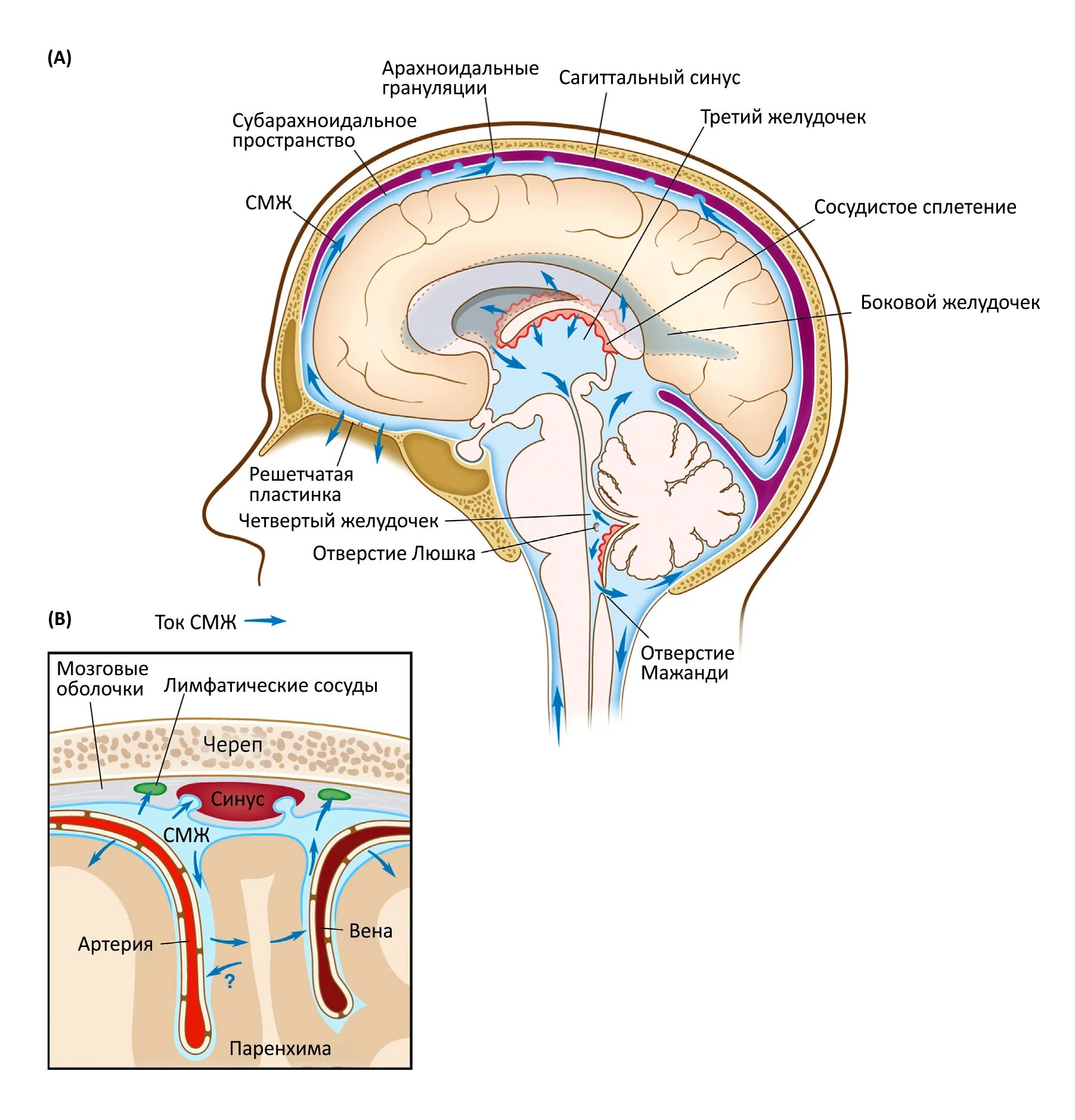 Ликворная система головного мозга схема. Схема циркуляции ликвора. Желудочки мозга циркуляция ликвора. Сосудистые сплетения желудочков мозга. Расширенные ликворные пространства