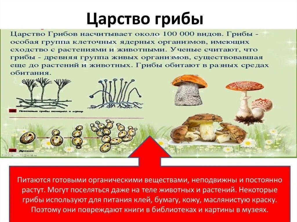 Характеристика представителей царства грибов. Представители царства грибы 3 класс. Организмы царства грибов. Царство грибы их представители. Грибы имеют признаки животных