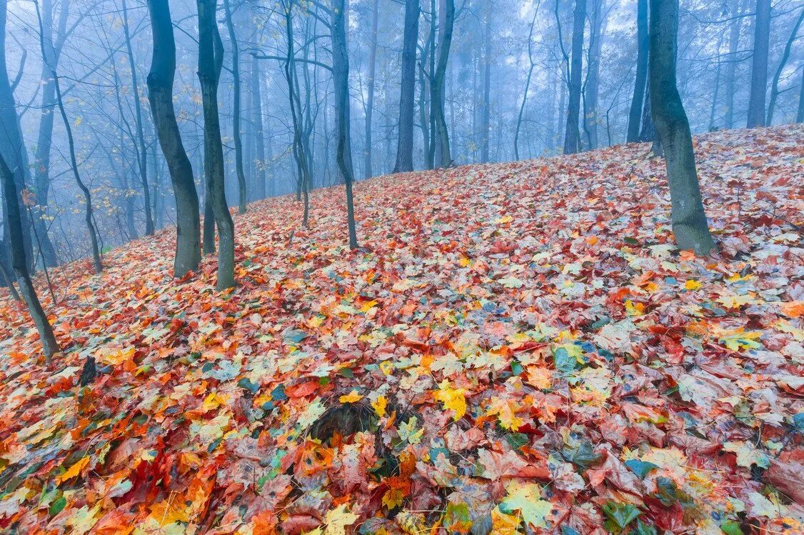 Может ли вас взволновать красота осеннего леса. Осенний лес. Глубокая осень. Глубокая осень в лесу. Опавшие листья в лесу.