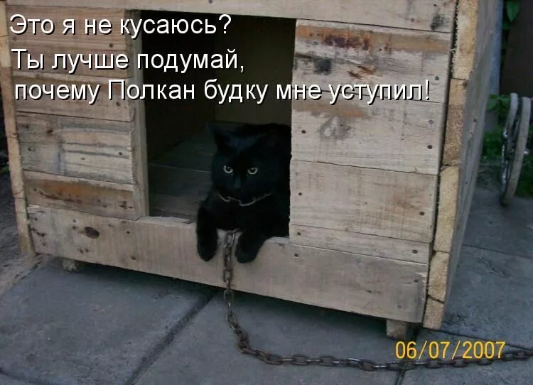 Там коты тут коты. Кота выгнали. Кошка на цепи в будке. Кот охраняет дом. Прикольный кот в будке.