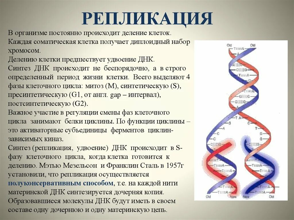 Репликация ДНК И фазы клеточного цикла. Репликация молекулы ДНК. Удвоение (репликация) молекул ДНК. Репликация удвоение ДНК. Удвоение набора хромосом