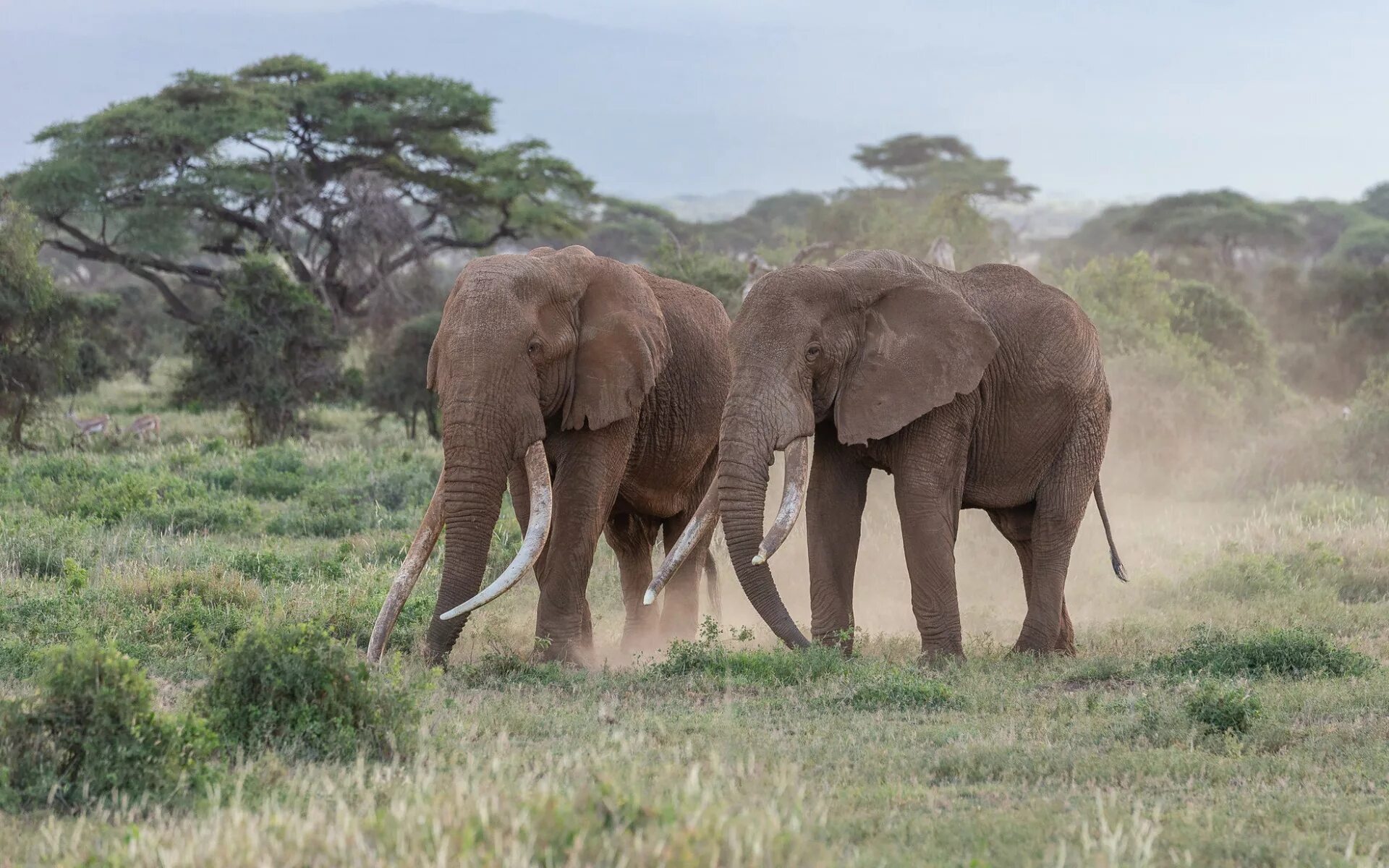 Африканский саванный слон. Слоны в саванне. Слон и-2. Слоны в природе. Two elephants