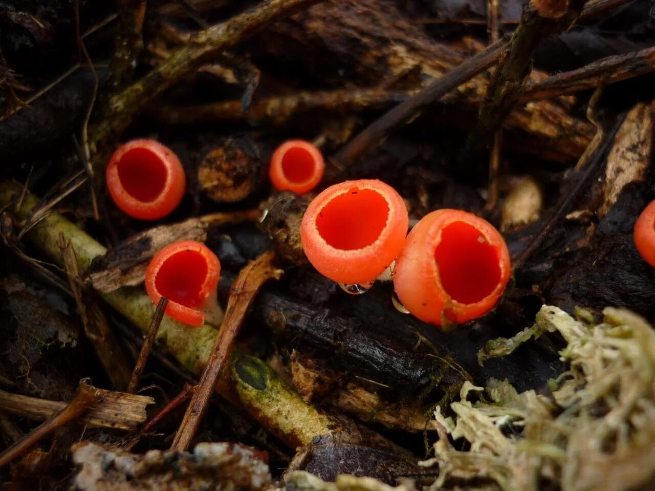 Саркосцифа Австрийская. Саркосцифа алая Sarcoscypha coccinea. Гриб саркосцифа ярко красная. Саркосцифа Австрийская гриб. Эльфова чаша