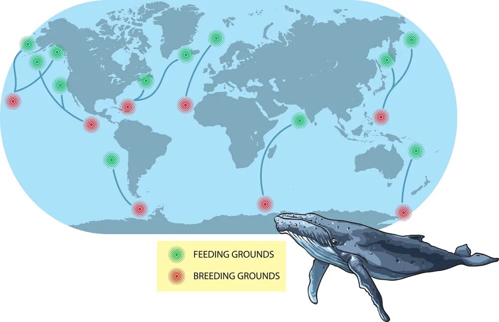 Миграция горбатых китов карта. Миграция китов на карте. Пути миграции китов. Маршрут миграции китов.