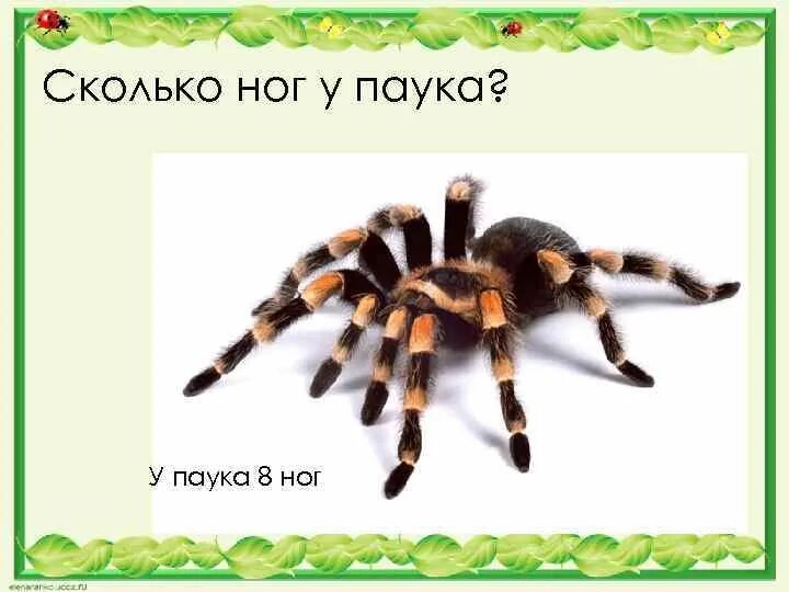 Сколько коне. Сколько ног у паука. сколько ног у паукообразных. сколько ножек у паука. сколько ножек у паучка.