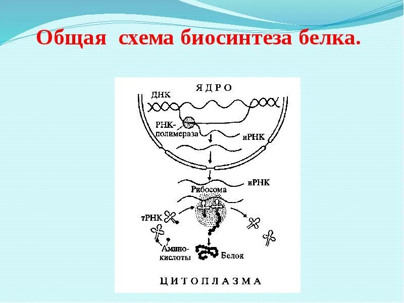 Номер биосинтеза. Общая схема биосинтеза белка. Биосинтез белка схема. Схема биосинтеза. Процесс биосинтеза белка схема.