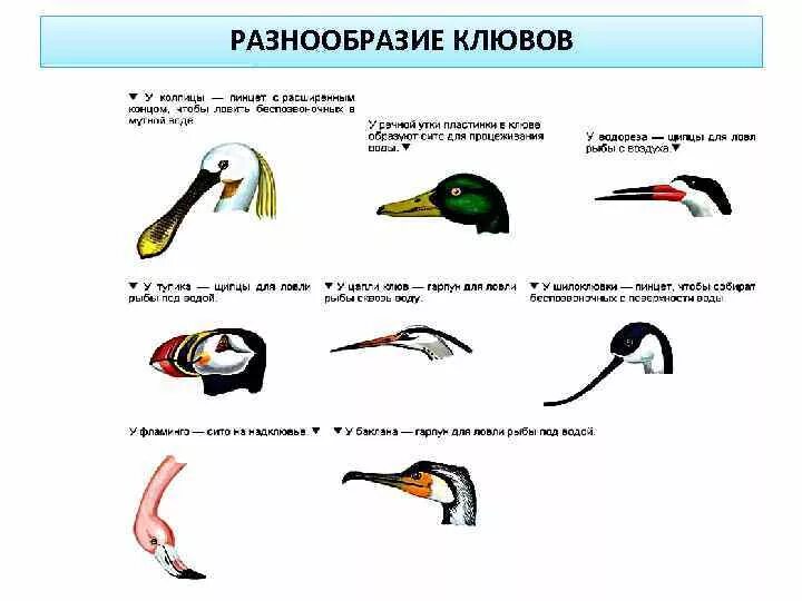 Типы клювов у птиц. Форма клюва и Тип питания. Строение клюва птиц в связи с особенностями питания. Клювы птиц и их функции. Особенности питания птиц