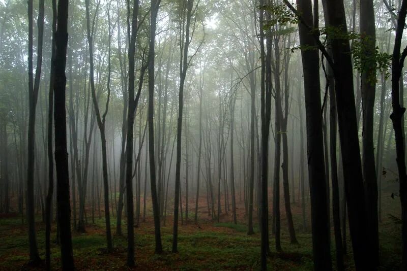 румыния трансильвания мистический лес.