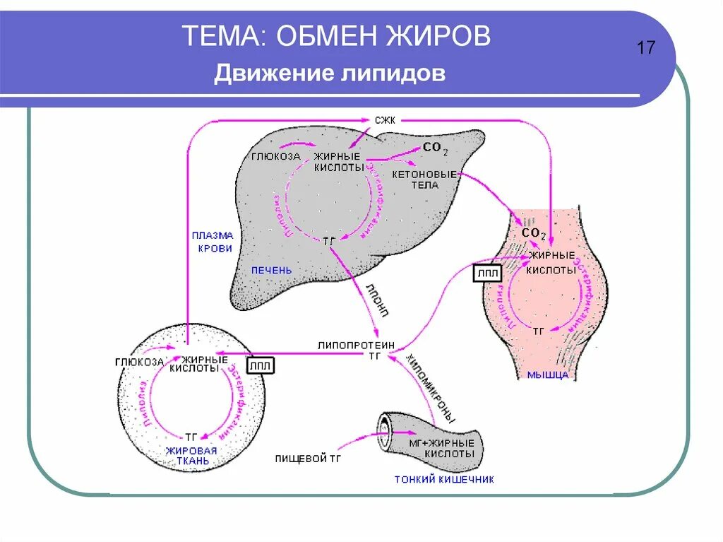 Последовательность процесса обмена жиров в организме человека. Обмен жиров. Обмен жиров в организме человека схема. Липидный обмен схема. Схема жирового обмена в организме человека.