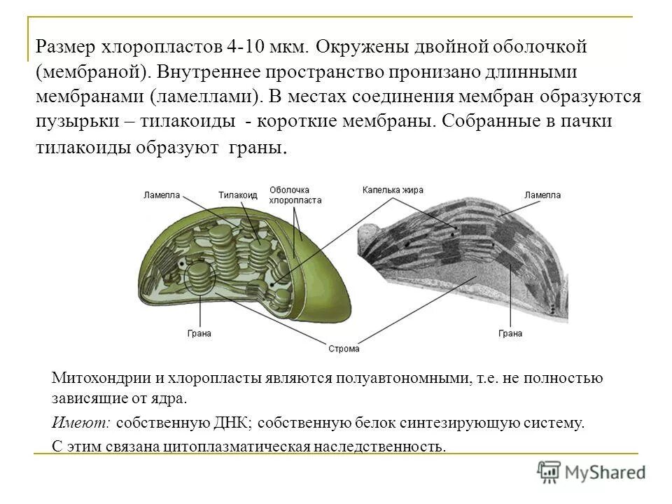 Функции органоидов хлоропласта. Строение хлоропласта фотосинтез. Хлоропласты растительной клетки строение и функции. Состав хлоропластов входит. Состав хлоропластов входит.