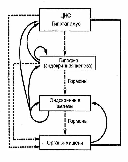 Механизм обратной связи в гормональной регуляции. Схема механизма обратной связи гормонов. Принцип обратной связи в эндокринной системе. Иерархия эндокринной регуляции.