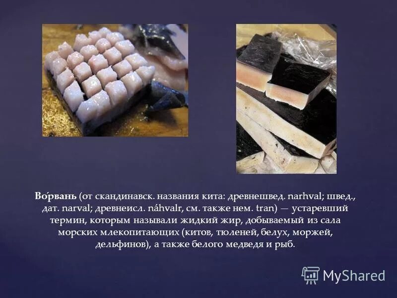 Морж сивуч. Лаптевский морж. Жир морских млекопитающих. Жир морских млекопитающих. Ластоногие млекопитающие морж.