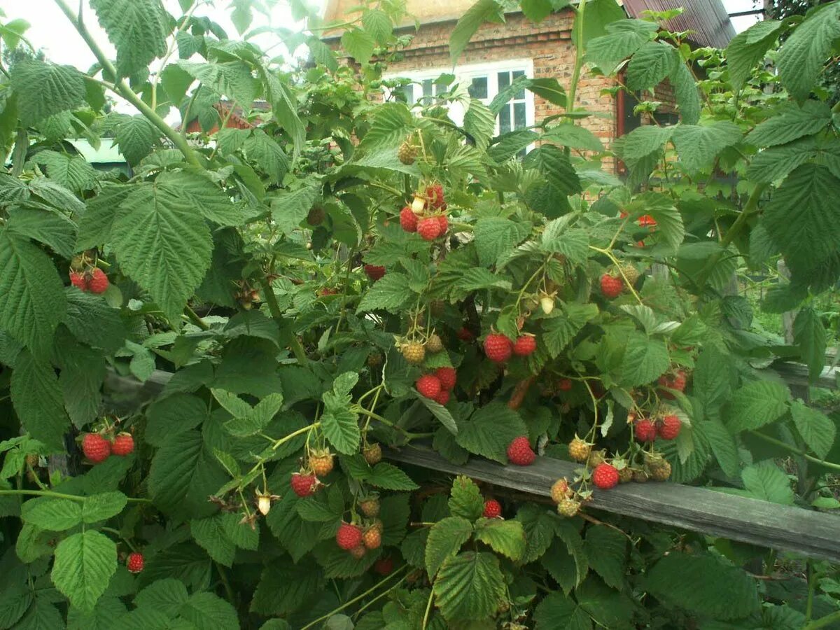Малина кустарник. Малина ремонтантная куст. Малина полукустарник. На даче растет малина. Ежемалина тайберри шпалеры.