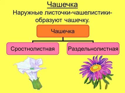 Чашечка цветка образована