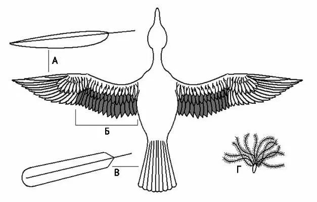 Форма крыла птицы. Летающая птица анатомия. Строение тела птицы. Расположение перьев у птиц