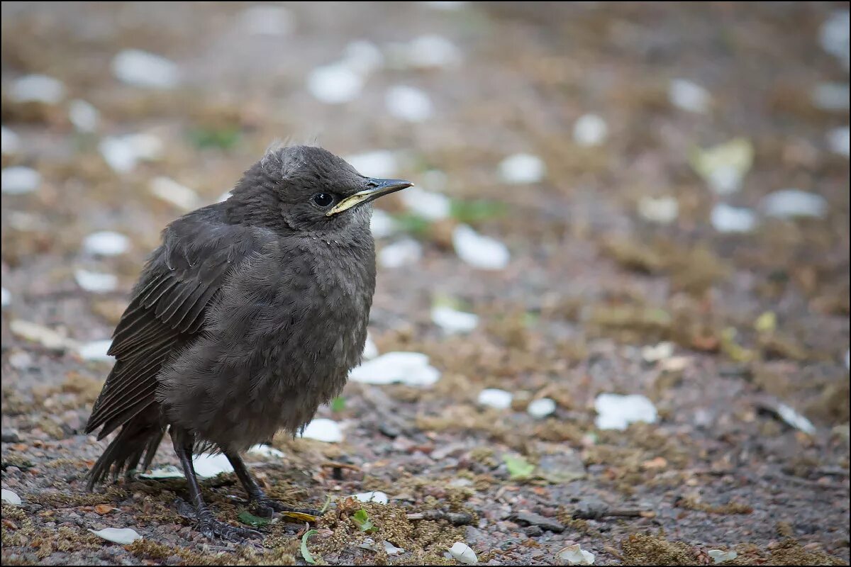 скворец коричневый. птенец скворца желторотик. скворец птенец слеток. маленькие скворцы. птенец скворца желторотик.