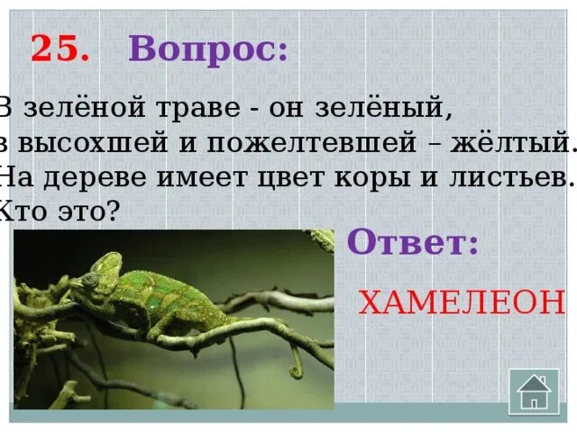 Хамелеон ответы на вопросы