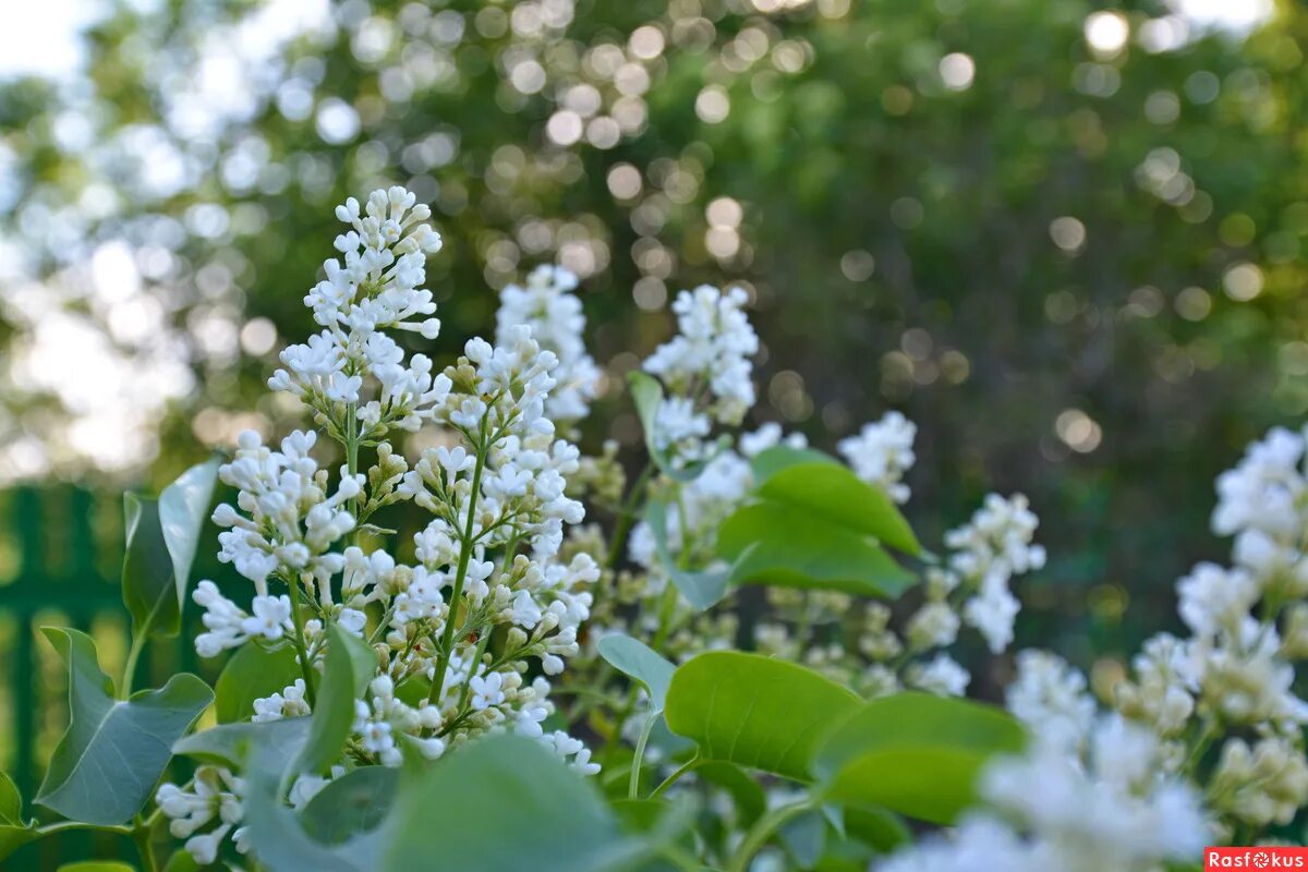 картинки весенняя рапсодия шопена. весенняя рапсодия картинки. национальный приморский парк хитачи. весенняя рапсодия шопена. весенняя рапсодия картинки.