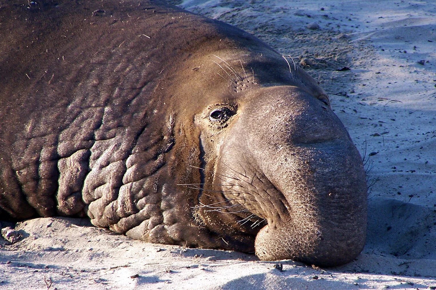 Где живет южный слон. Южный морской слон. Южный морской слон Mirounga Leonina. Морской слон Антарктиды. Северный морской слон (Mirounga angustirostris).