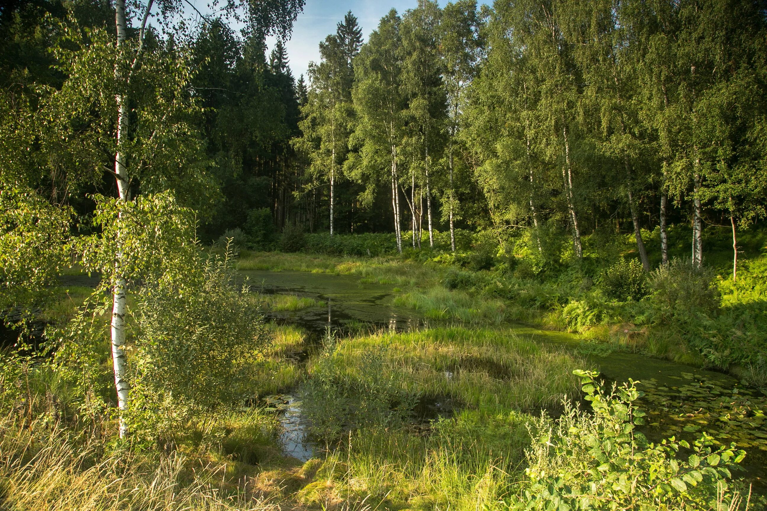 Средний березка. Река Березка Тверская область. Берёзки средней полосы России. Река береза в Тверской области. Тверская обл лес Березки.