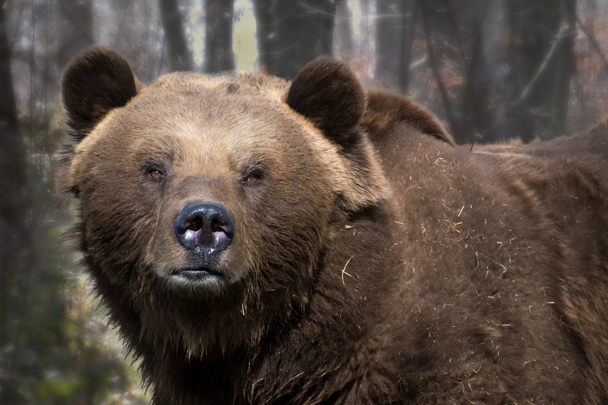 Какая голова у медведя. Грозный медведь Гризли. Морда медведя. Медведь обои.