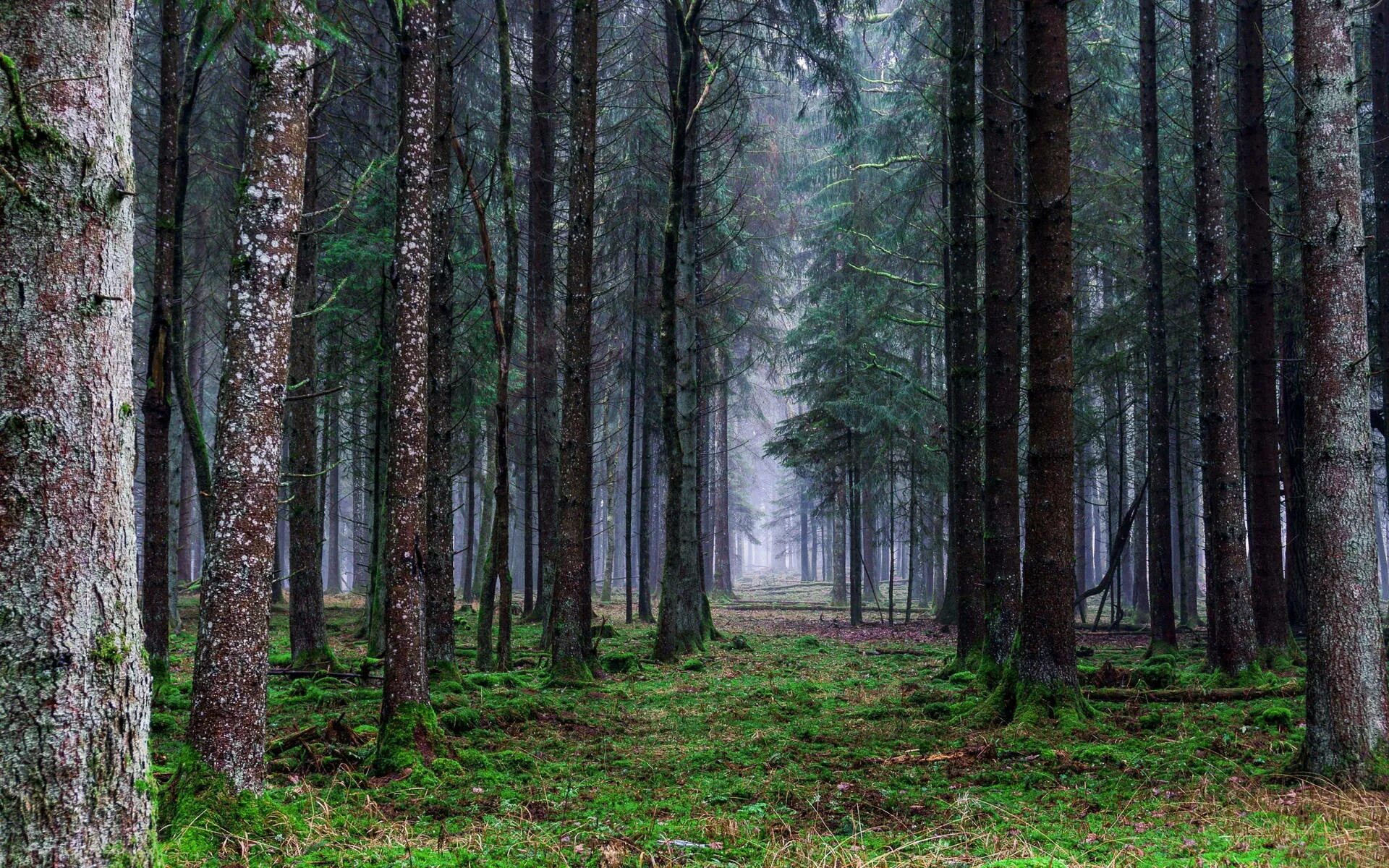 Dense forest